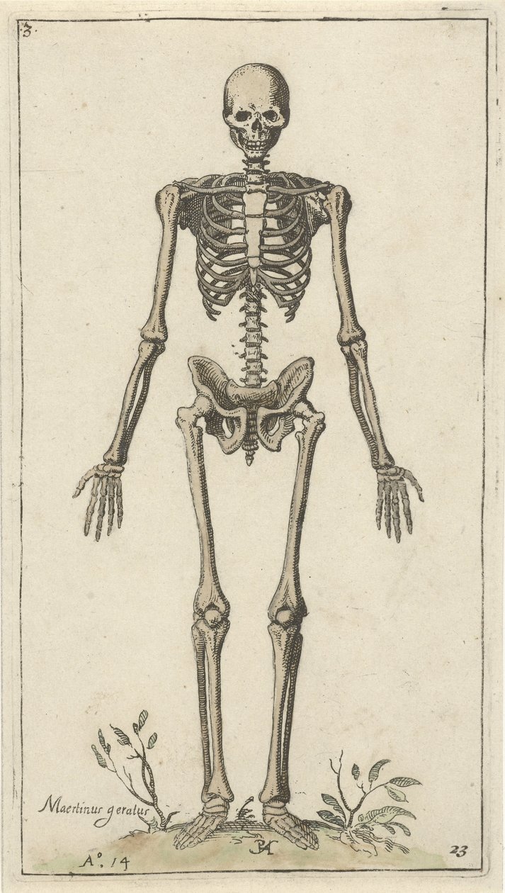 Esqueleto masculino, visto de frente
Estudos anatómicos (título da série) de Pieter Feddes van Harlingen