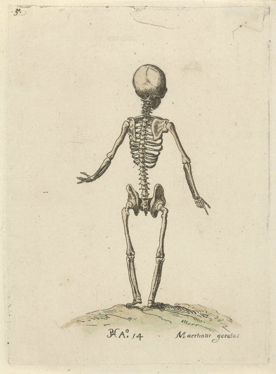 Esqueleto, visto por trás Estudos anatômicos (título da série) de Pieter Feddes van Harlingen