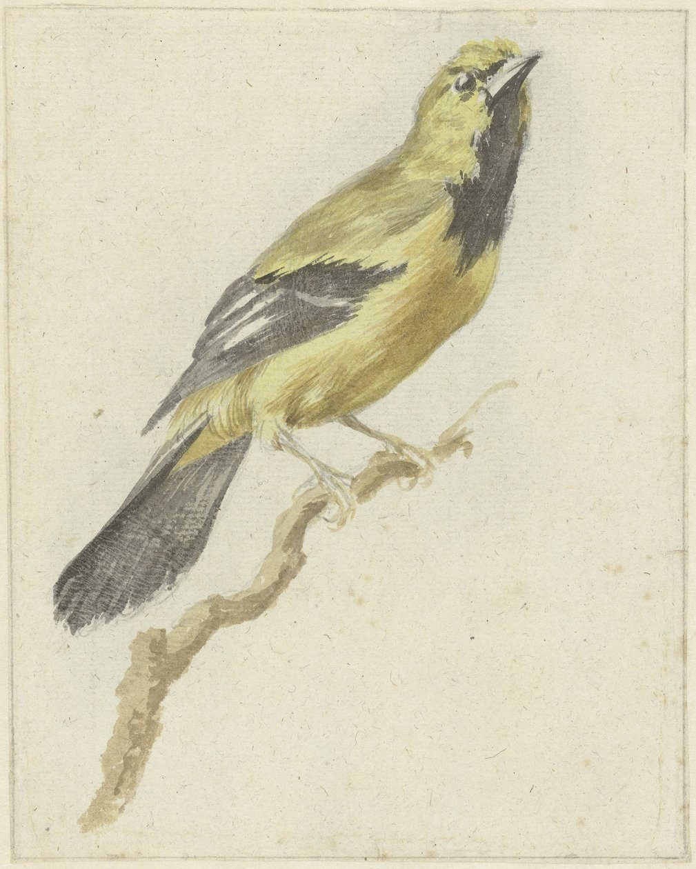 Oriole amarelo (Icterus nigrogularis) de Pieter Gevers