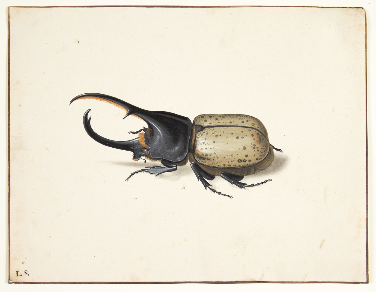 Em herkulesbille (dinastes hercules) de Pieter Holsteijn