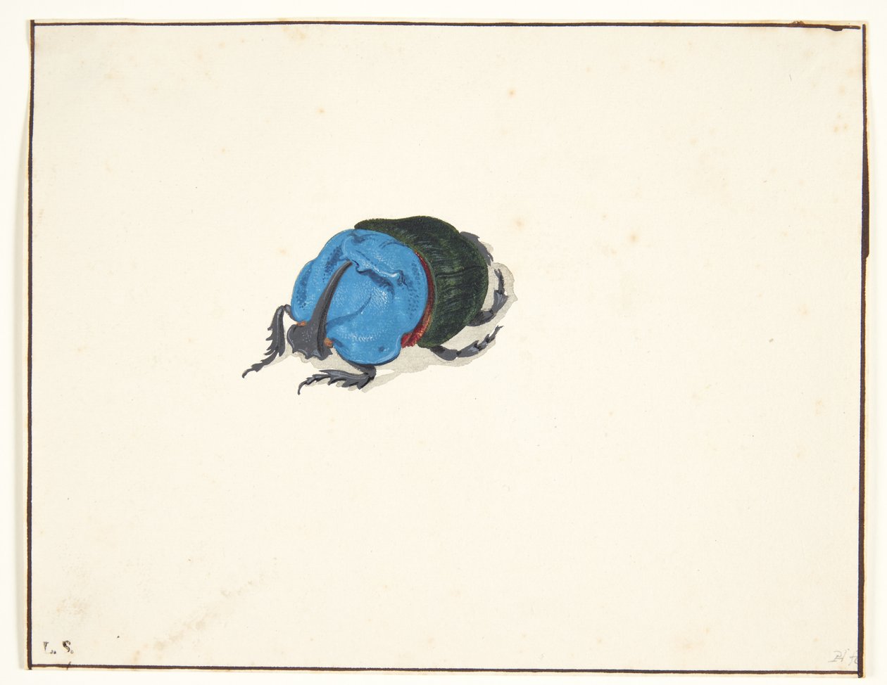 Um besouro rinoceronte (scarabaeidae) de Pieter Holsteijn