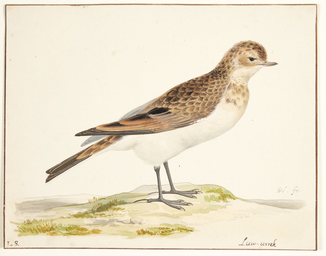 Uma canção de cotovia (alauda arvensis) de Pieter Holsteijn
