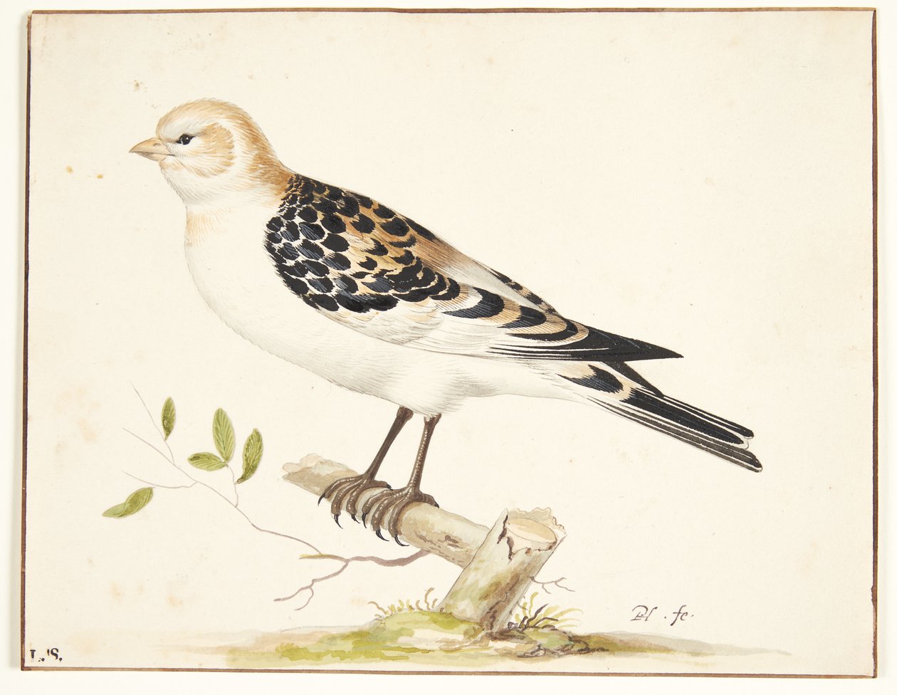 Em snespurv (Plectrophenax nivalis) de Pieter Holsteijn