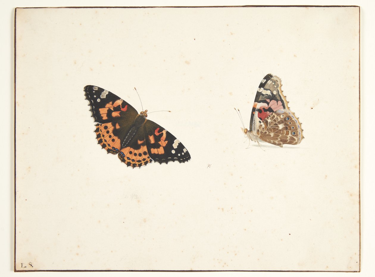 Dois estudos de um cardo (vanessa cardui l.) de Pieter Holsteijn