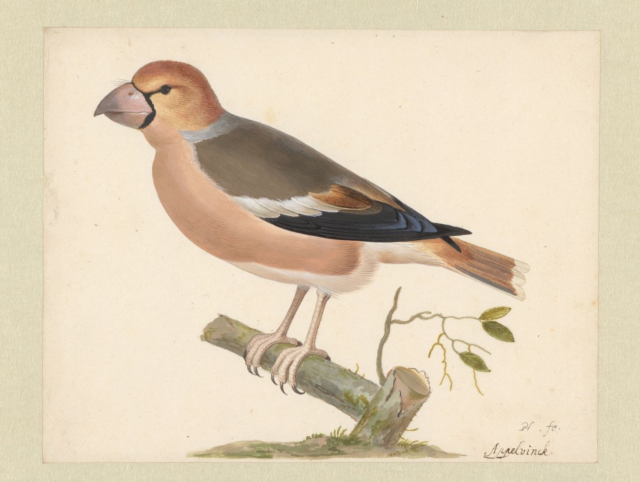 Tentilhão de maçã de Pieter Holsteyn (I)