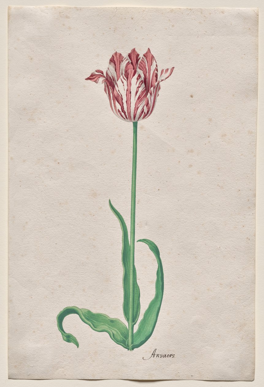 Estudo de uma tulipa (Anvaers) de Pieter Holsteyn II