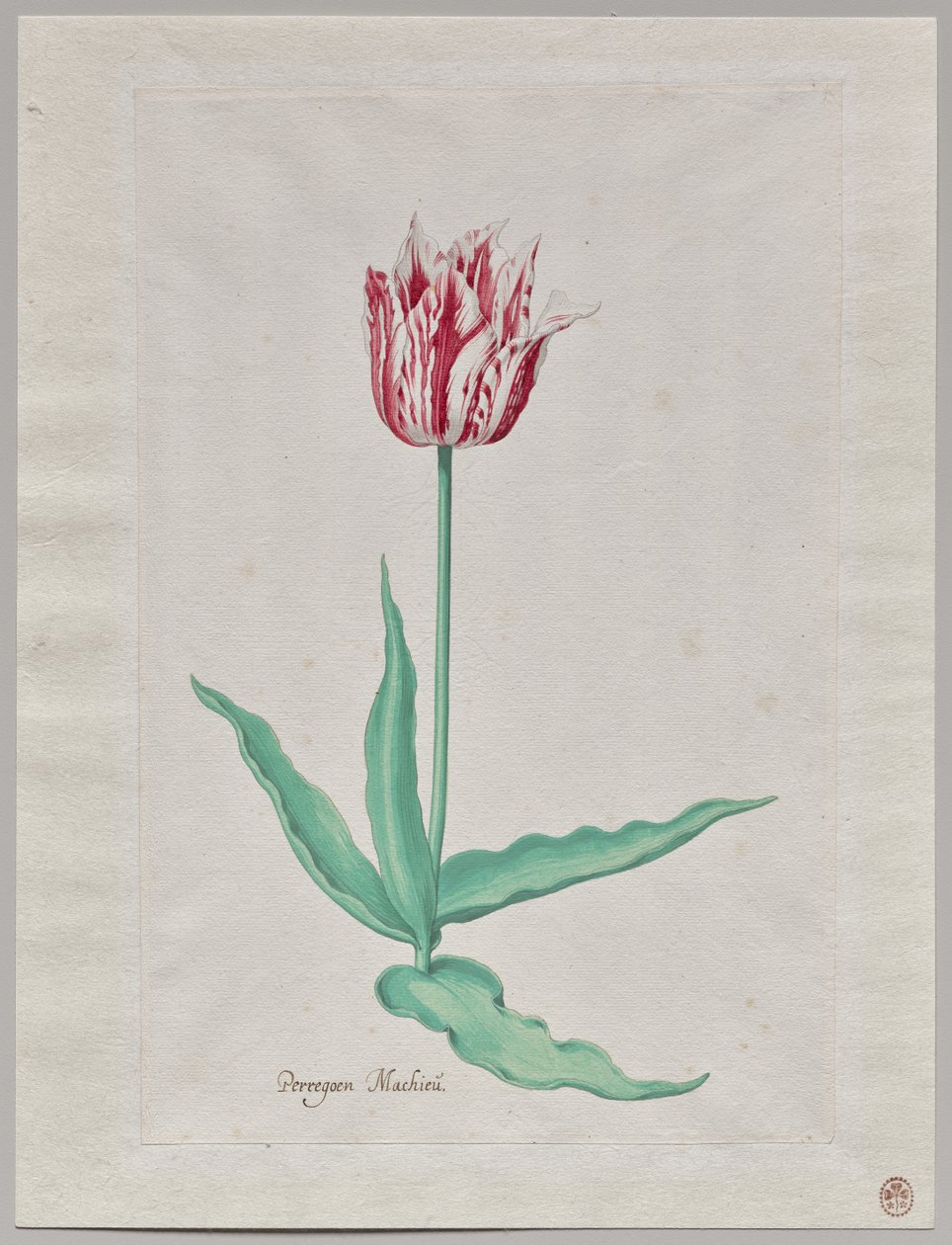 Estudo de uma Tulipa (Perregoen Machieu) de Pieter Holsteyn II