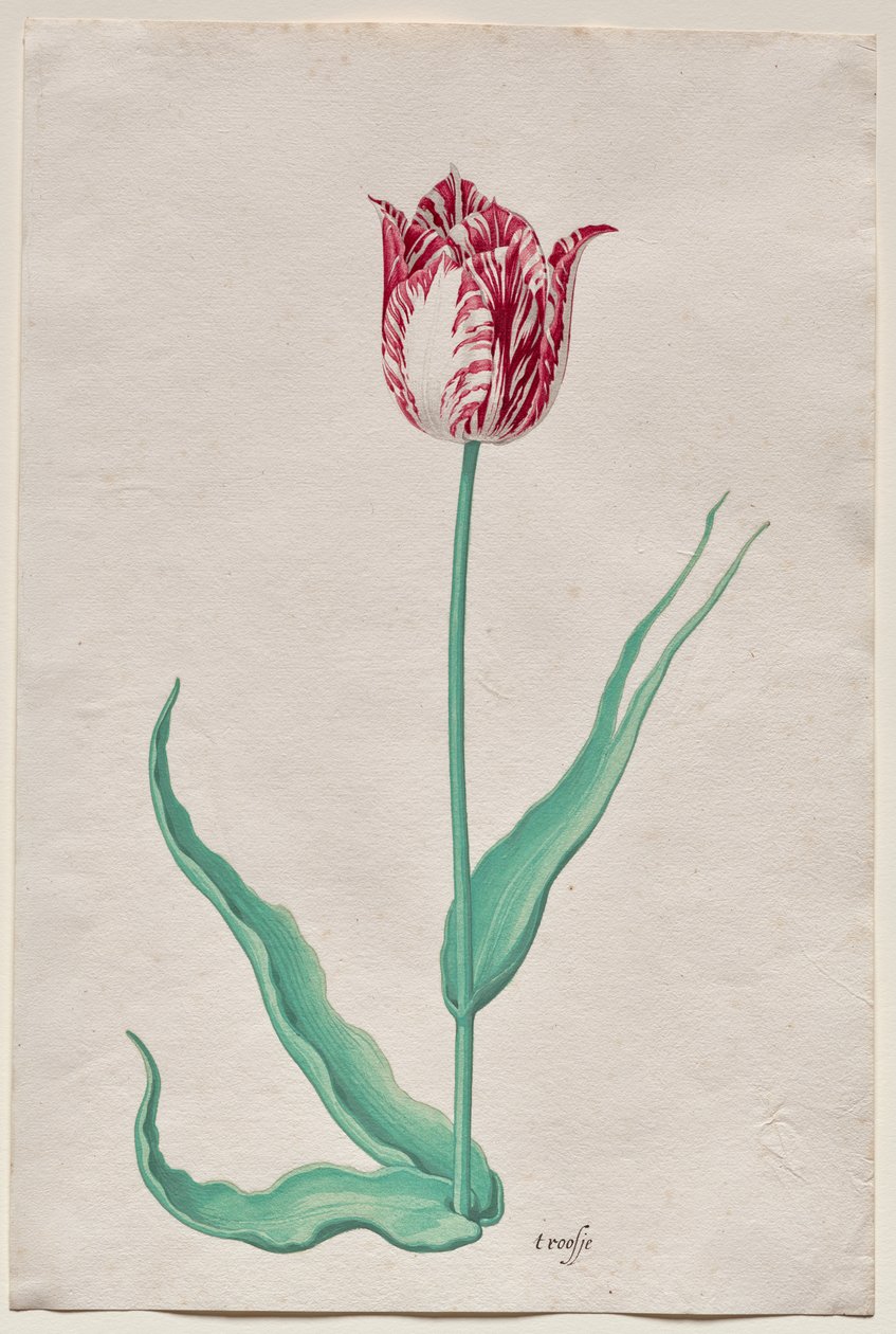Estudo de uma Tulipa (
