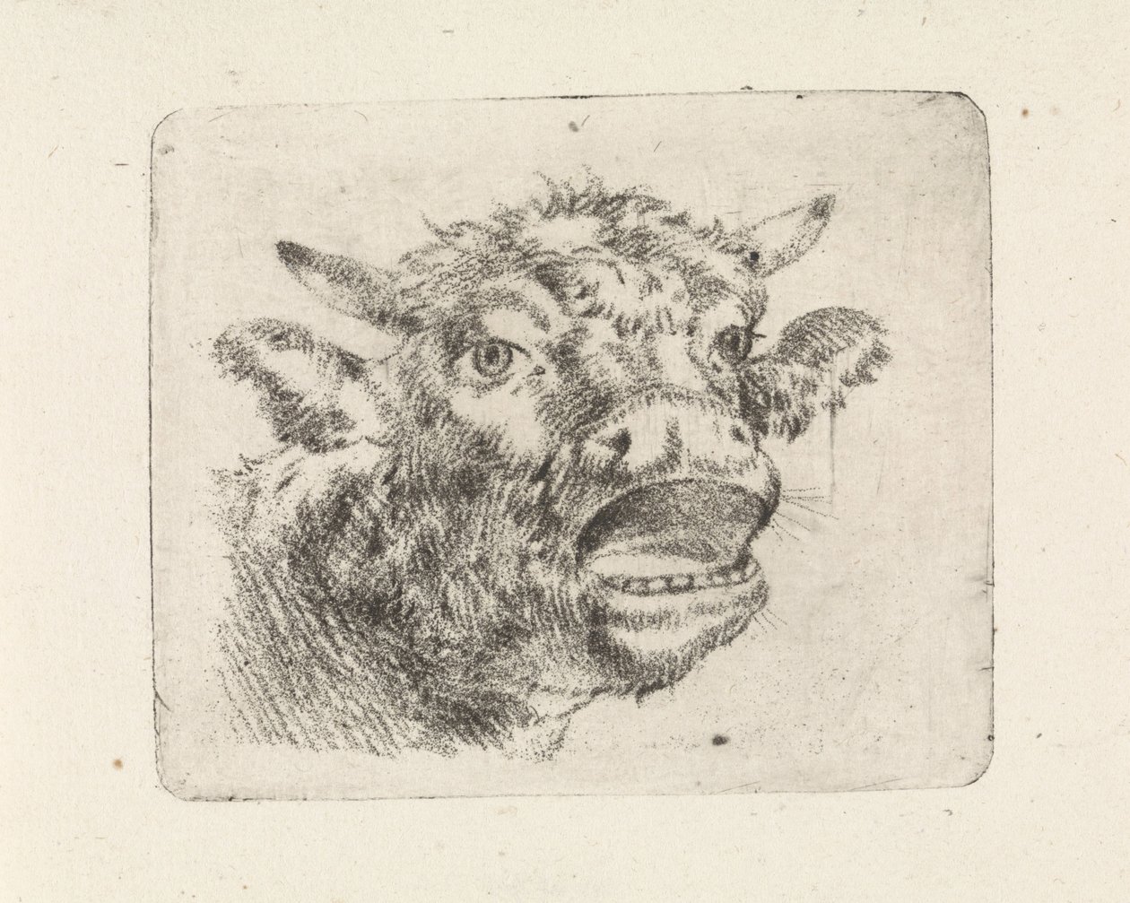 Cabeça de vaca, uivando de Pieter Janson