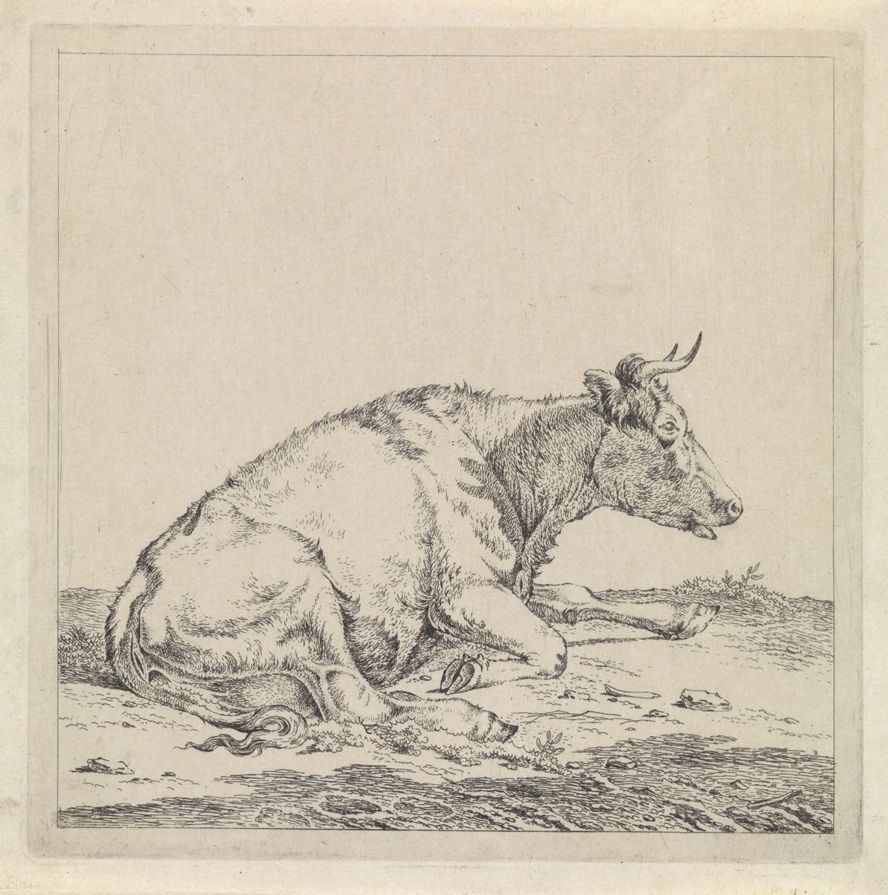 Vaca reclinada, à direita de Pieter Janson
