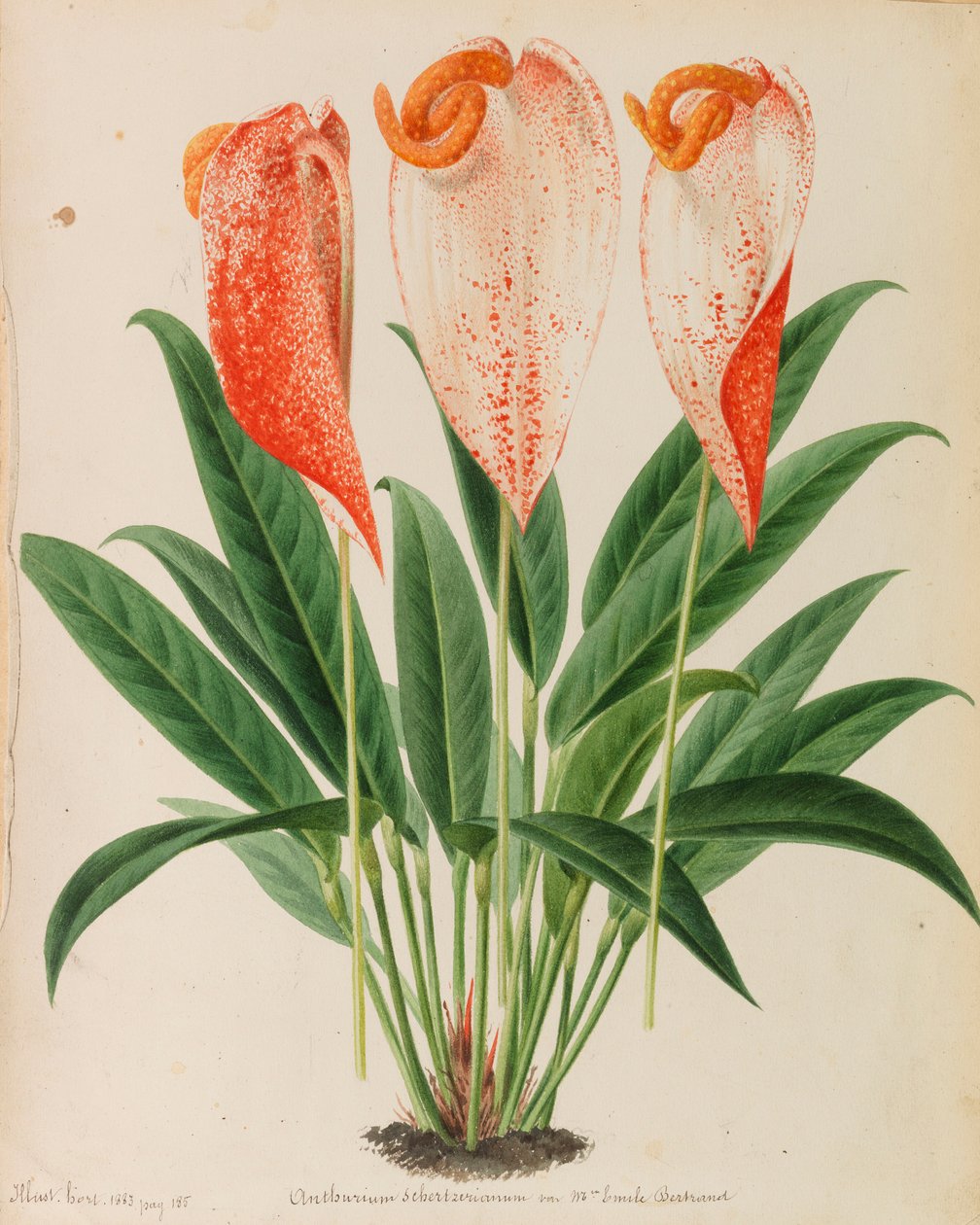 Originais de publicações de horticultura e arboricultura, 1878-1881. de Pieter Joseph de Pannemaeker