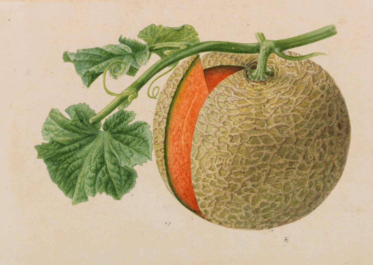 Originais de publicações de horticultura e arboricultura, 1878-1881. de Pieter Joseph de Pannemaeker
