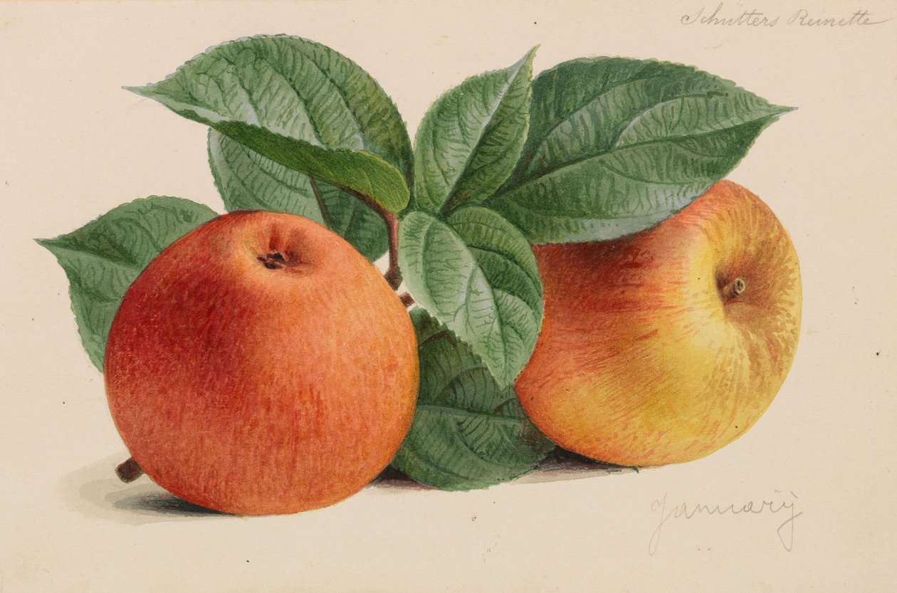 Originais de publicações de horticultura e arboricultura, 1878-1881. de Pieter Joseph de Pannemaeker