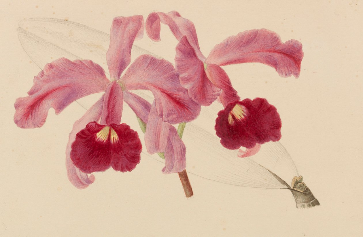 Originais de publicações de horticultura e arboricultura, 1878-1881. de Pieter Joseph de Pannemaeker