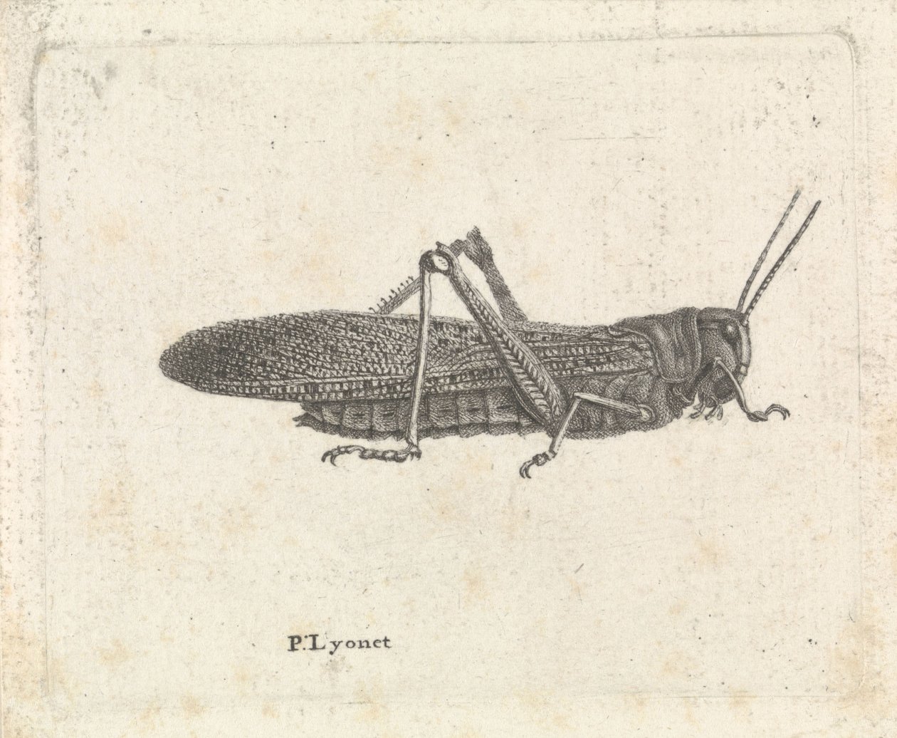 Gafanhoto de Pieter Lyonet