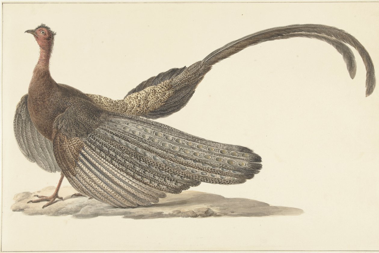 Argus Pheasant de Pieter Pietersz. Barbiers