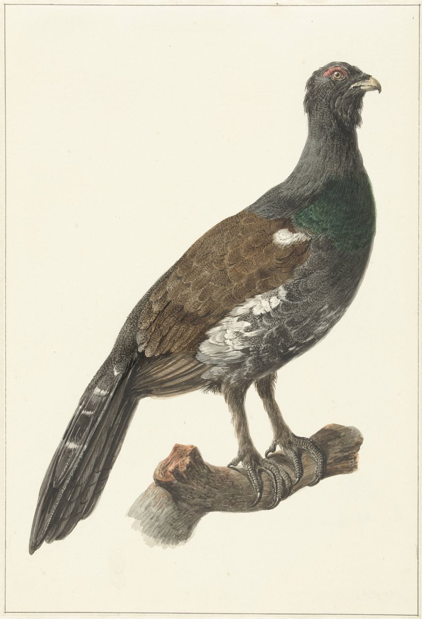 Auerhaan de Pieter Pietersz. Barbiers