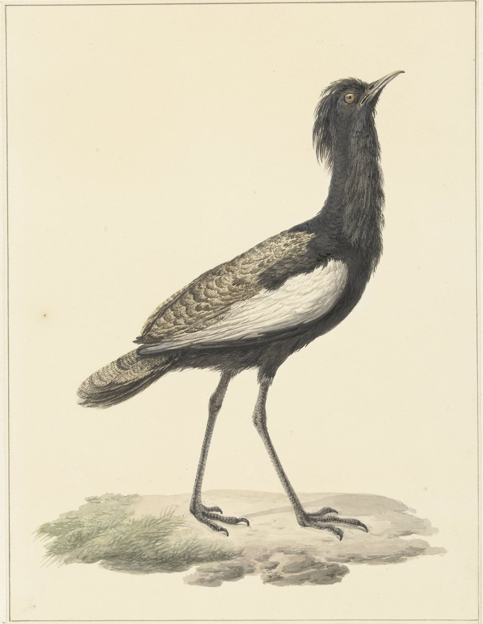 Bardatrap (Eupadatis bengalensis / Haubropsis bengalensis) de Pieter Pietersz. Barbiers