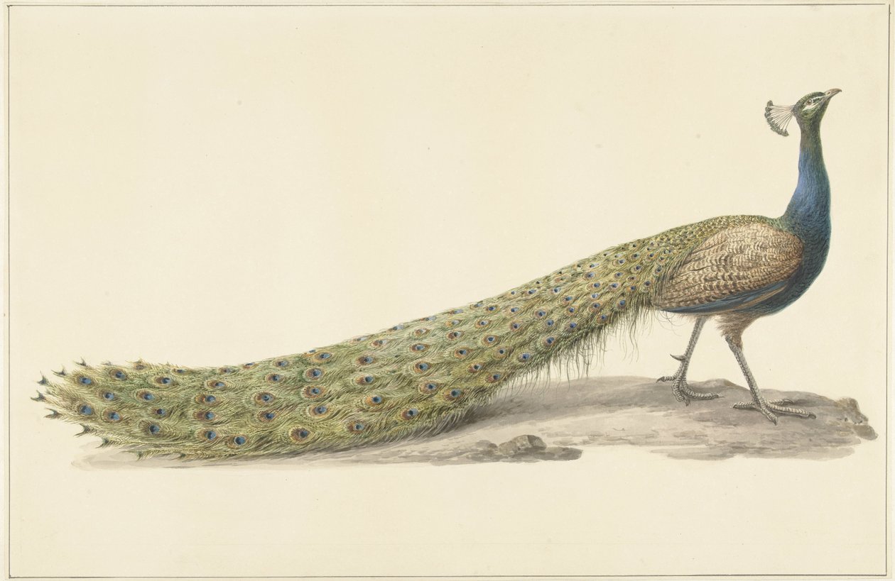 pavão azul de Pieter Pietersz. Barbiers
