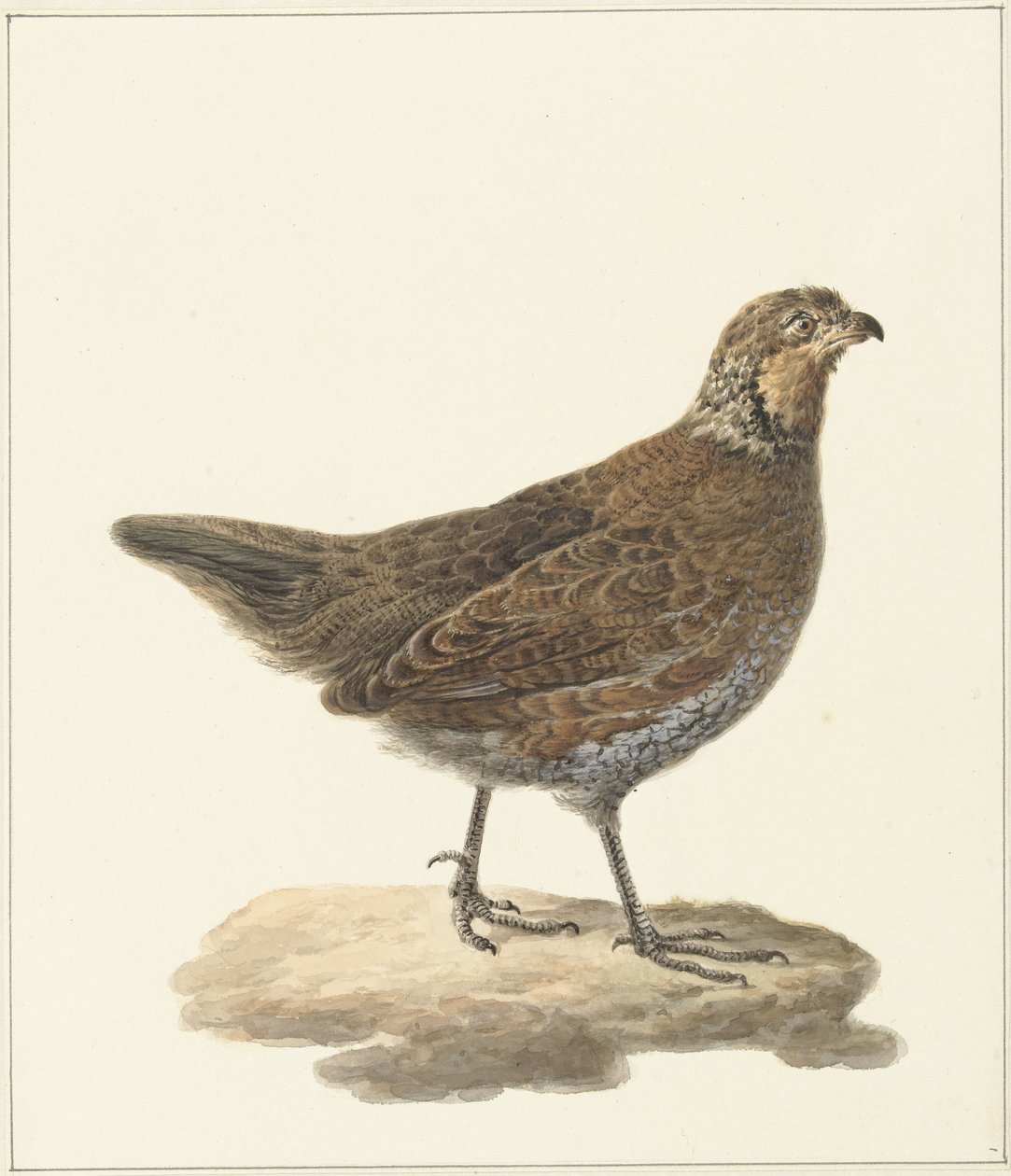 Bobwhite (Colinus virginianus) de Pieter Pietersz. Barbiers