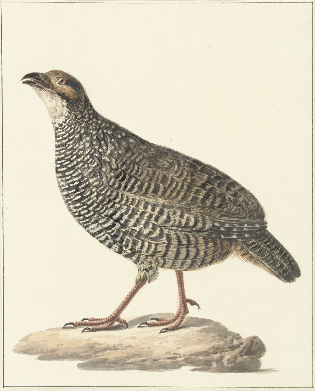 Francolin chinês (Excalfactoria chinensis) de Pieter Pietersz. Barbiers