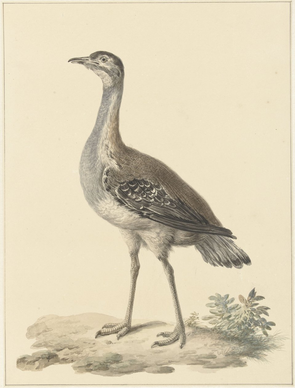 A armadilha de Denham (Neotis denhami) de Pieter Pietersz. Barbiers