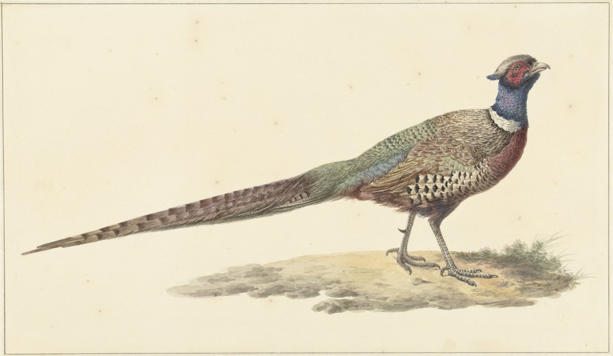 Faisão de Pieter Pietersz. Barbiers