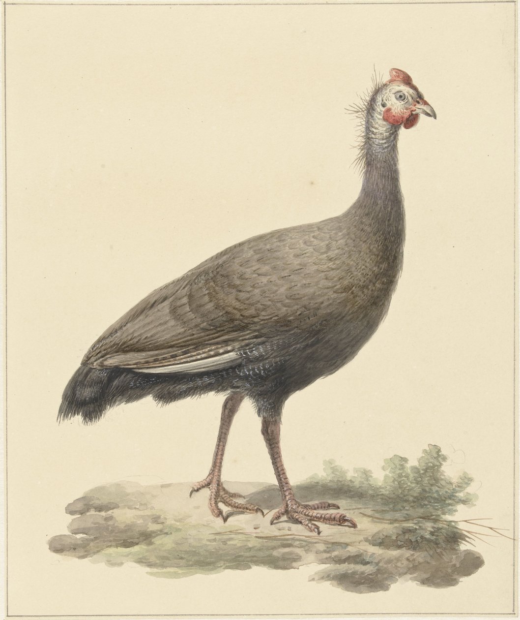 Helmparelhoen de Pieter Pietersz. Barbiers