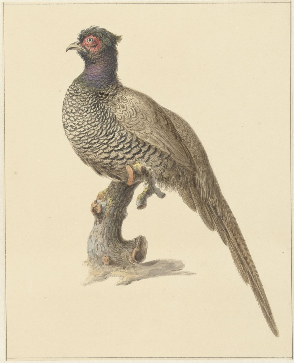 Faisão de caça de Pieter Pietersz. Barbiers
