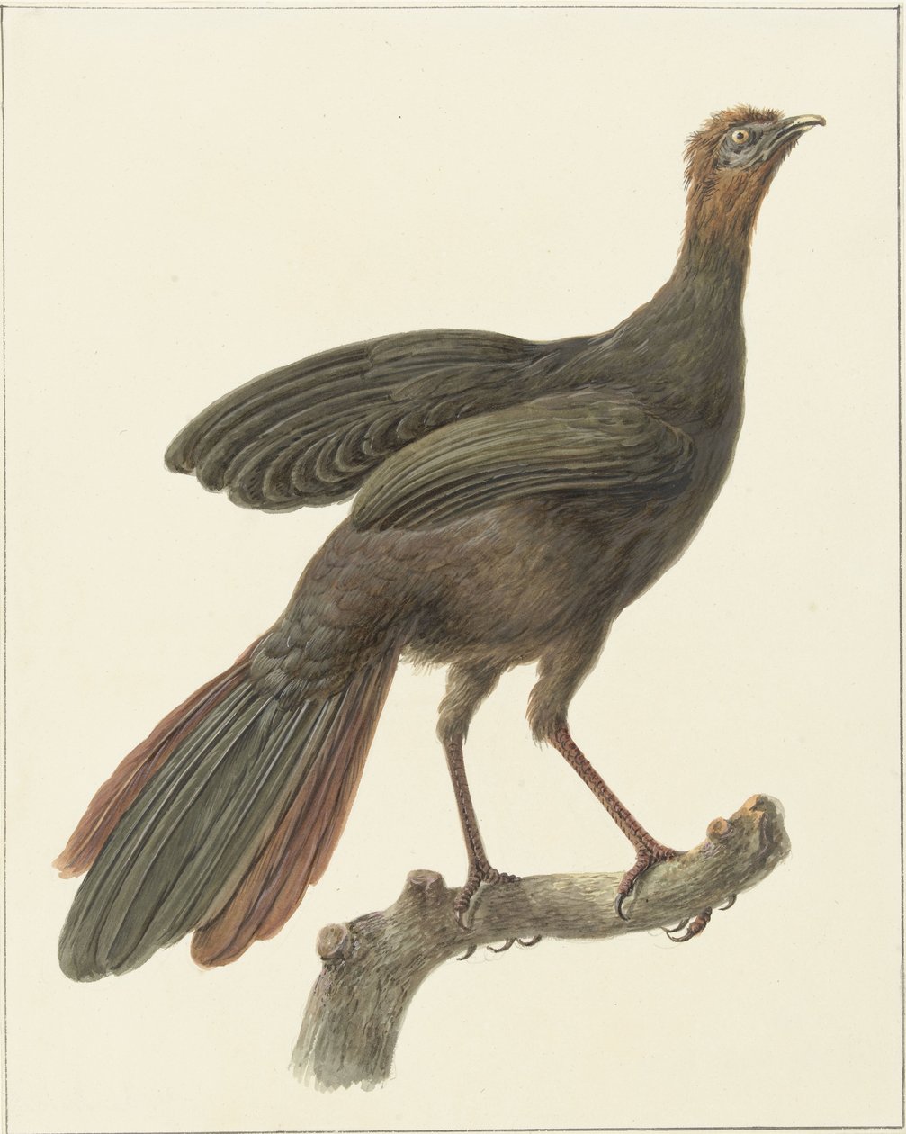 Penelope purpurascens (Penelope purpurascens) de Pieter Pietersz. Barbiers