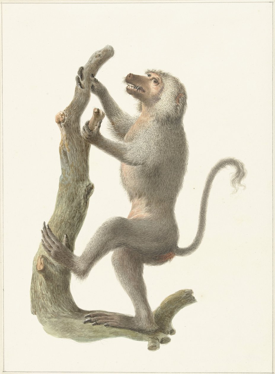 Babuíno de Mantel de Pieter Pietersz. Barbiers