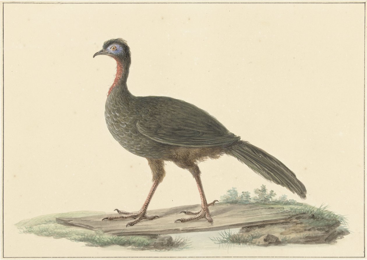 Marailsjakohoen (Penelope marail) de Pieter Pietersz. Barbiers