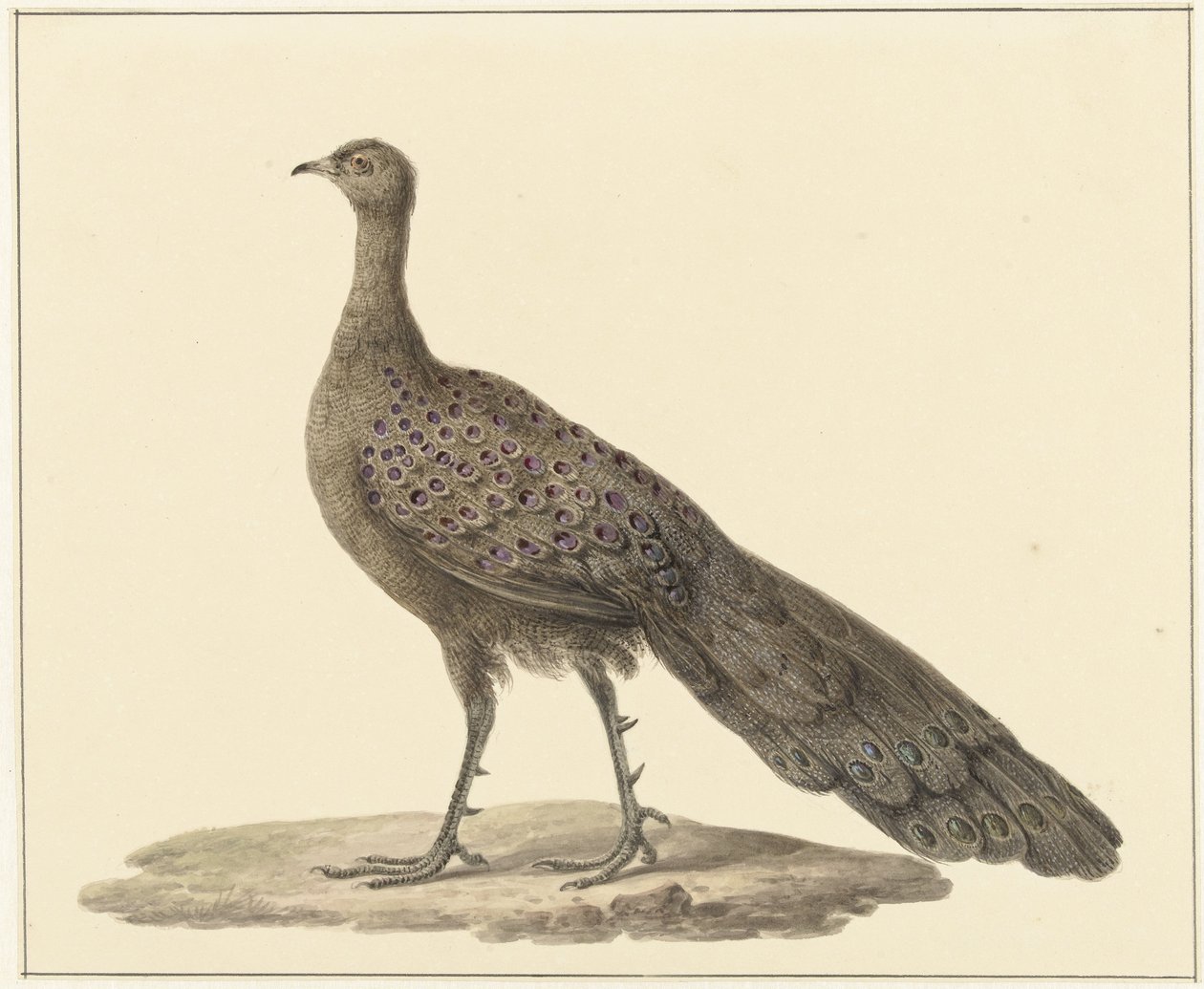 Spiegelpauw de Pieter Pietersz. Barbiers