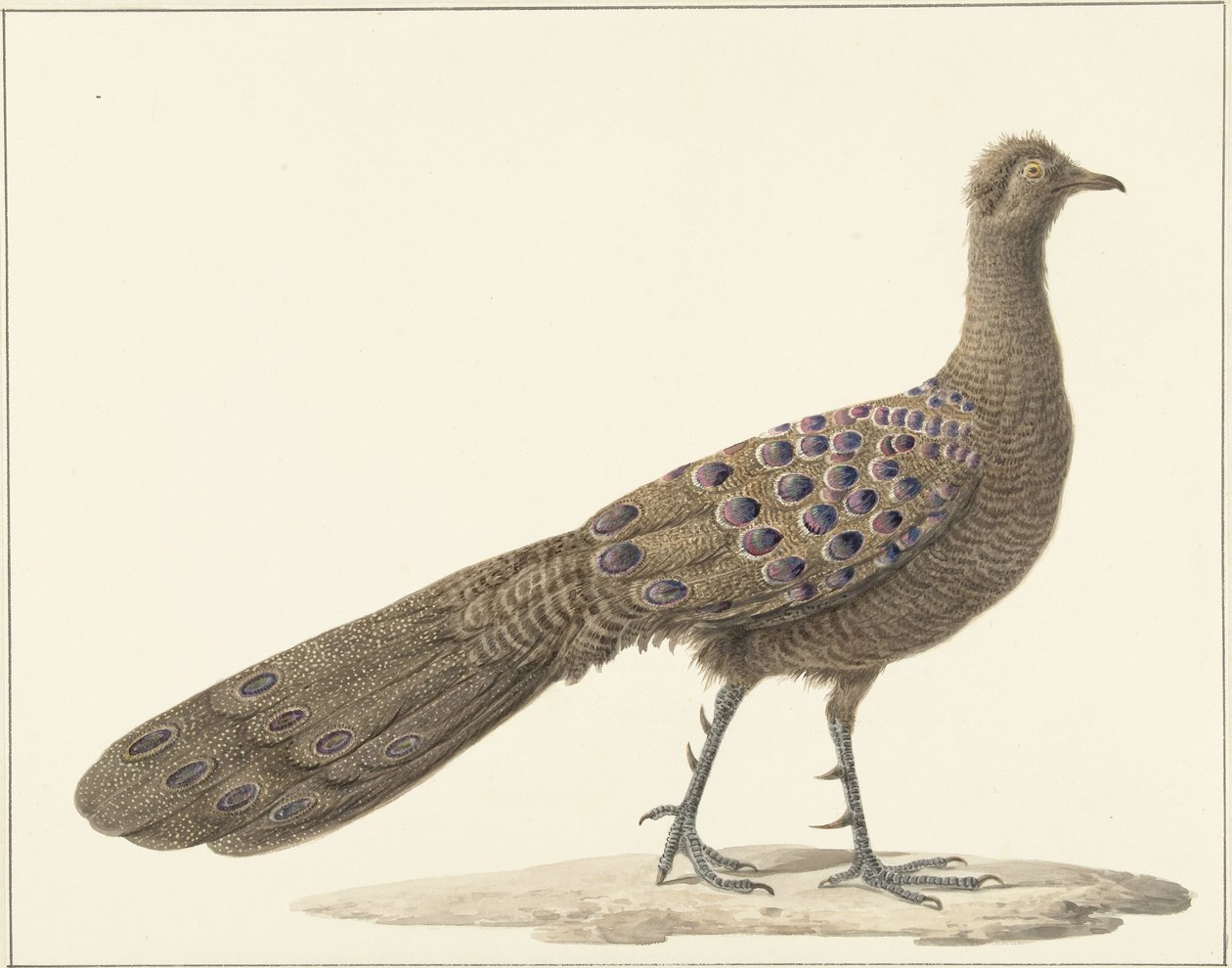 Pavão-espelho de Pieter Pietersz. Barbiers