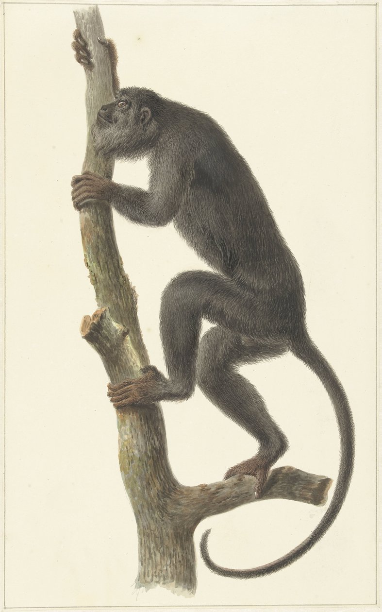 Macaco uivador negro (Paraguai) de Pieter Pietersz. Barbiers