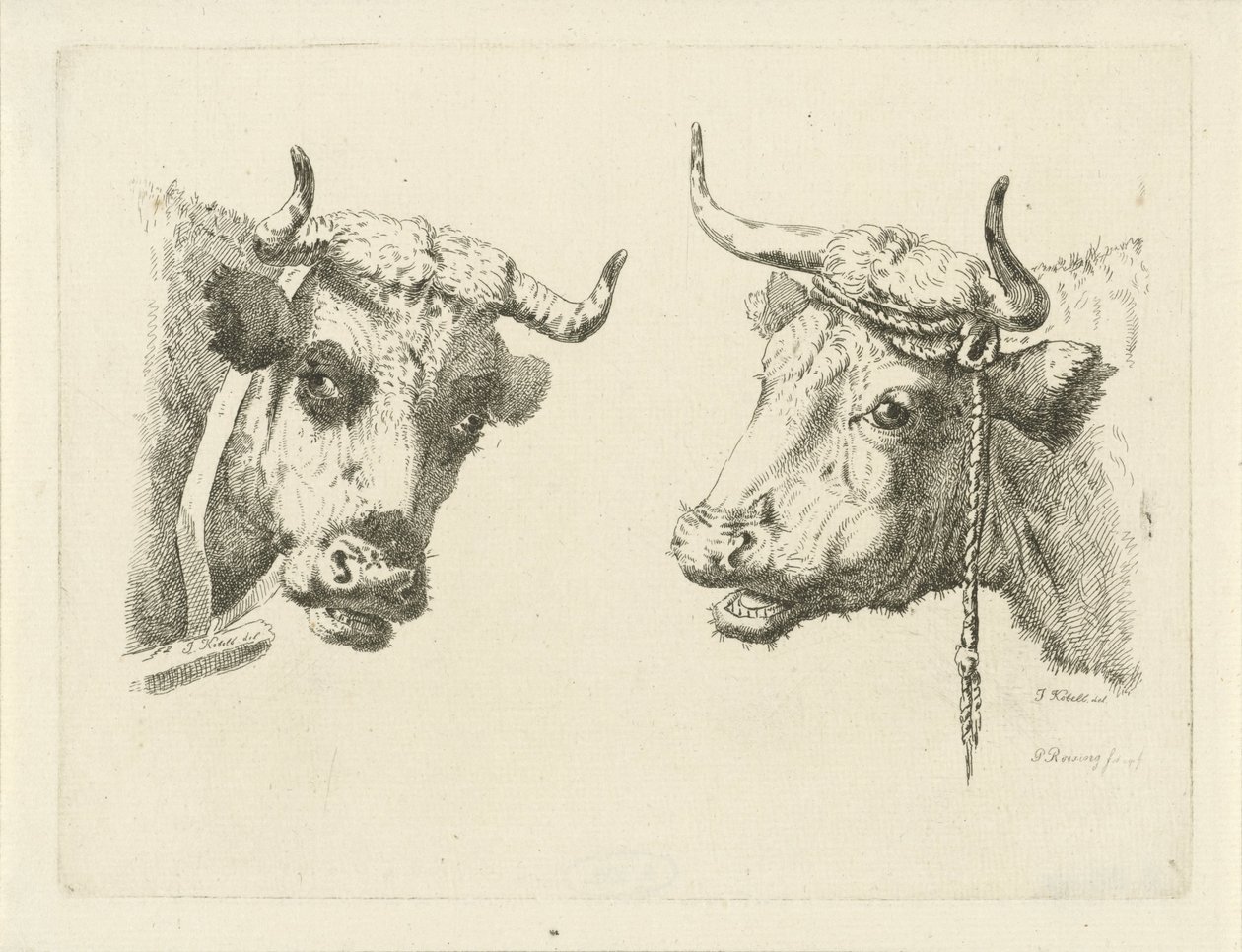 Duas cabeças de vaca de Pieter Roosing