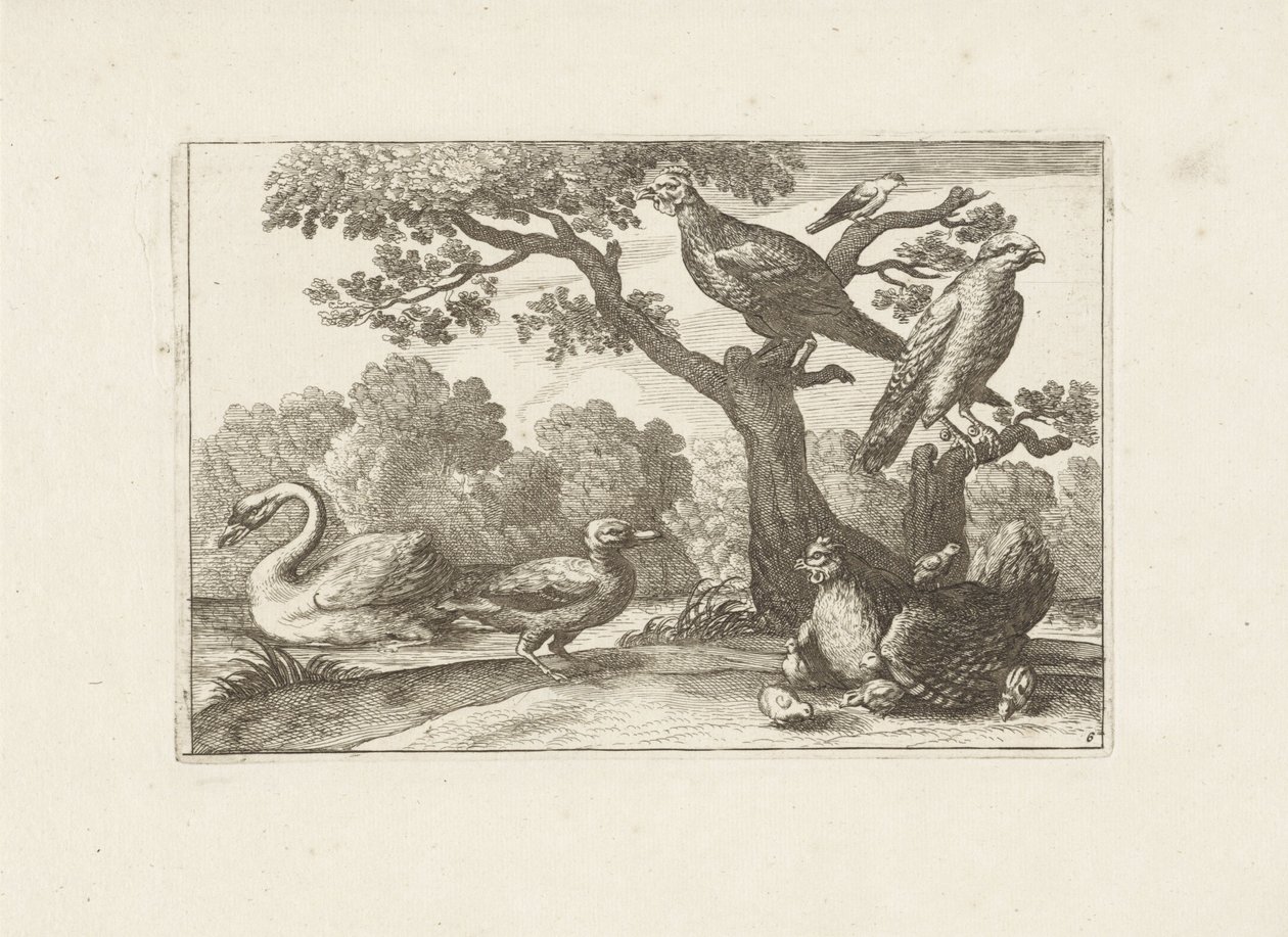 Kip conheceu kuikens e outros vogels Pássaros diferentes (título da série) As figuras mais perfeitas de diferentes pássaros (...) (título da série) de Pieter Schenk (I) (attributed to)