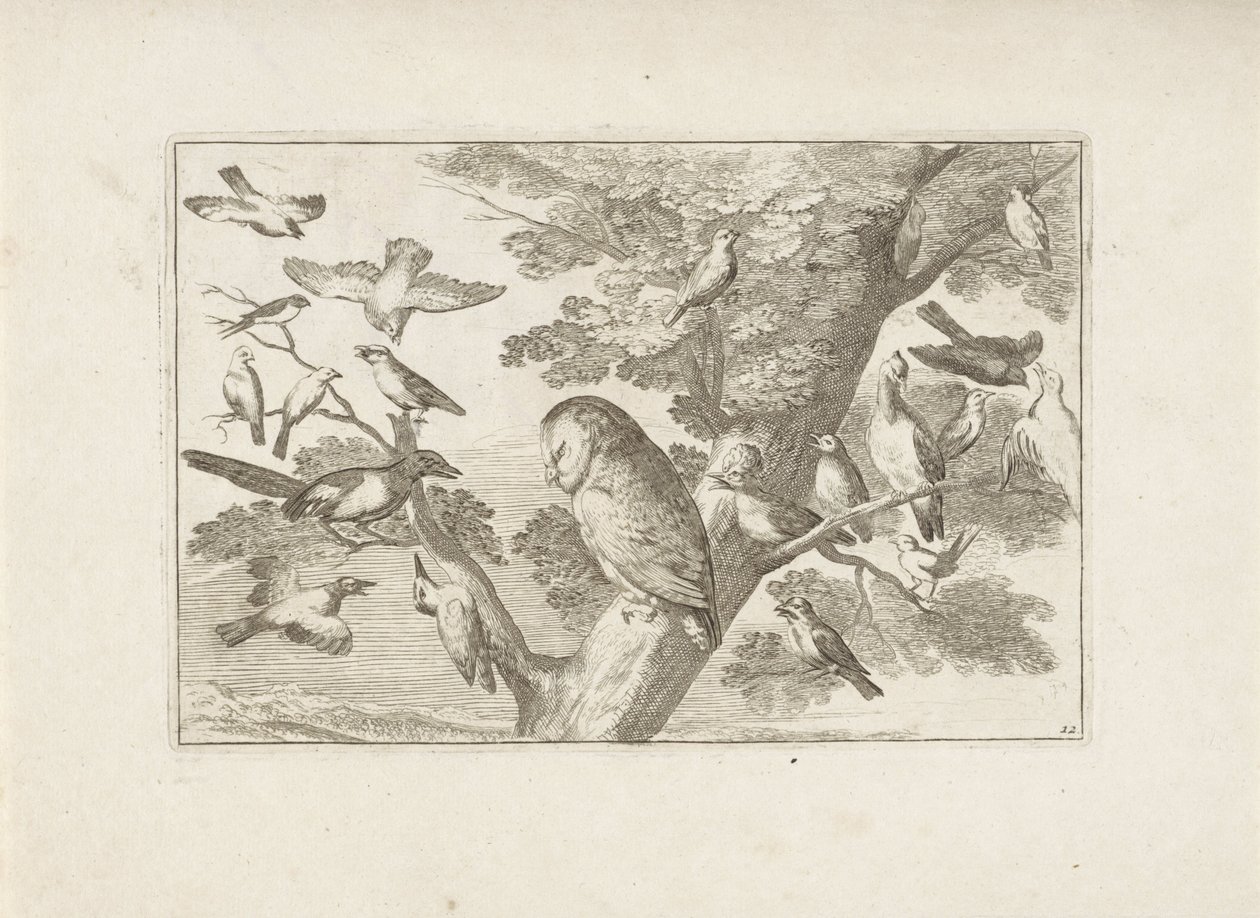 Coruja e outras aves na árvore
Várias aves (título da série)
Diversarum avium perfectissimae figurae (...) (título da série) de Pieter Schenk (I) (attributed to)