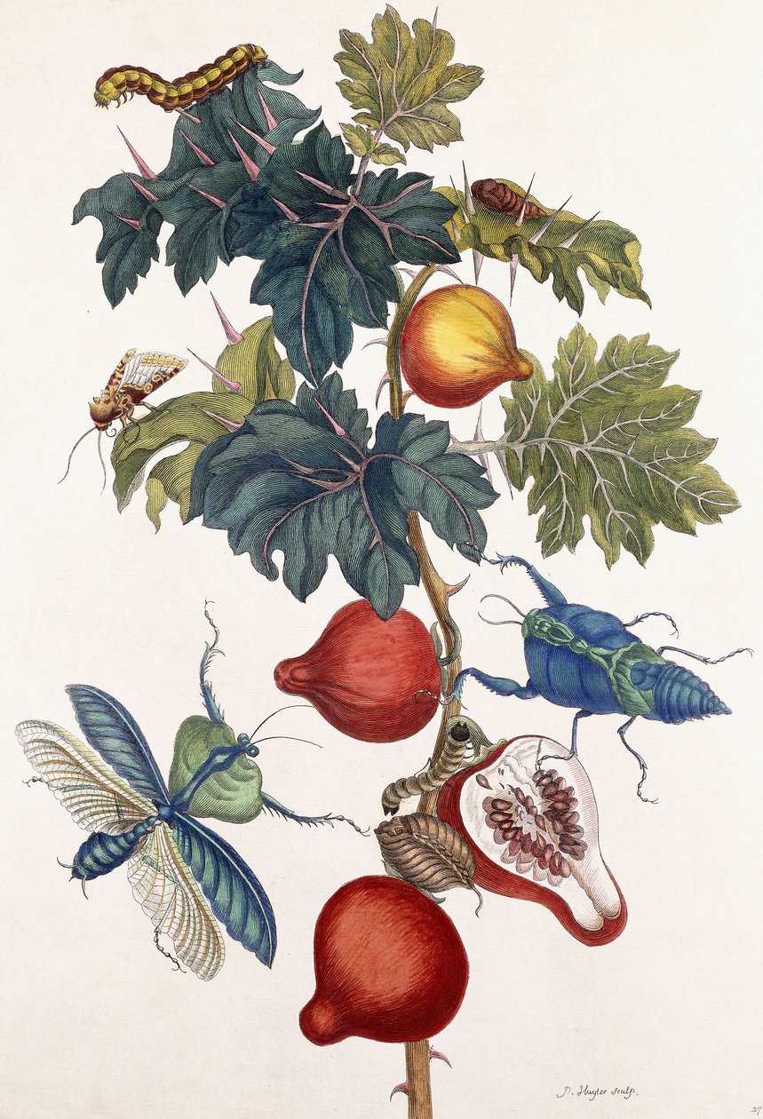 Metamorfose de vários insetos, 1726 de Pieter Sluiter or Sluyter