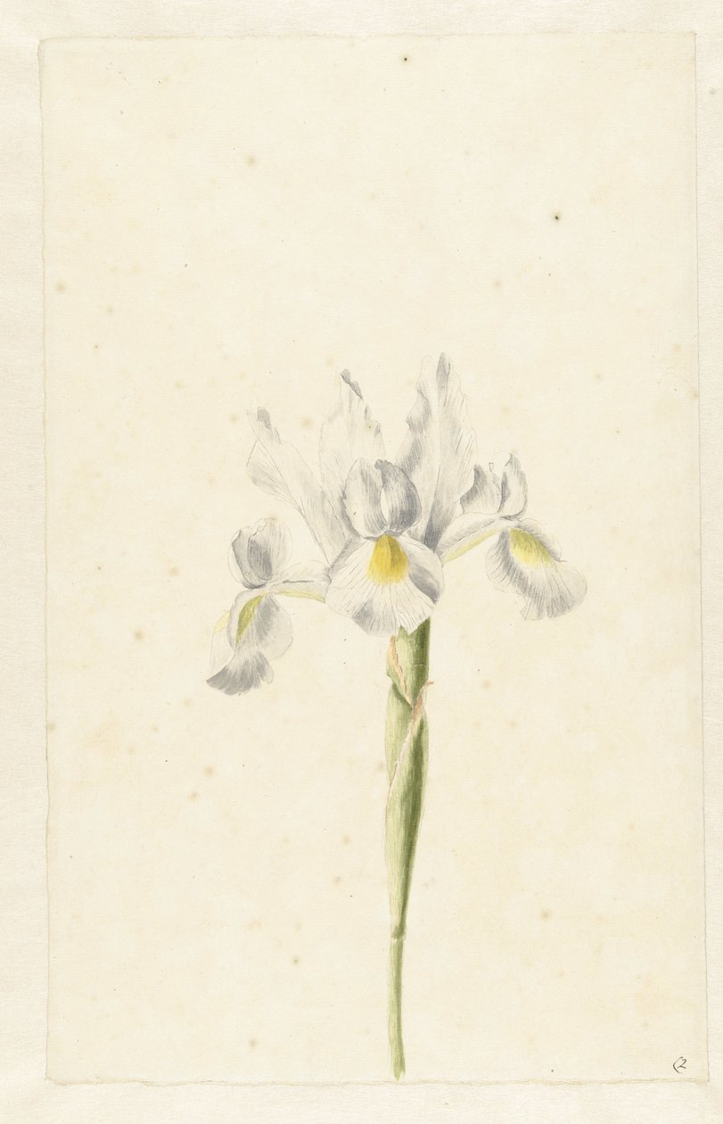 Íris branca (Iris albicans) de Pieter Withoos (circle of)