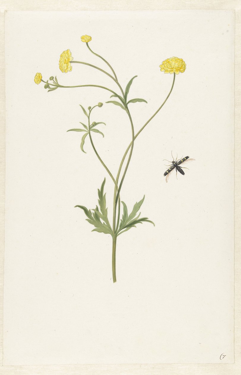 Ranúnculo amarelo duplo e inseto de Pieter Withoos (possibly)