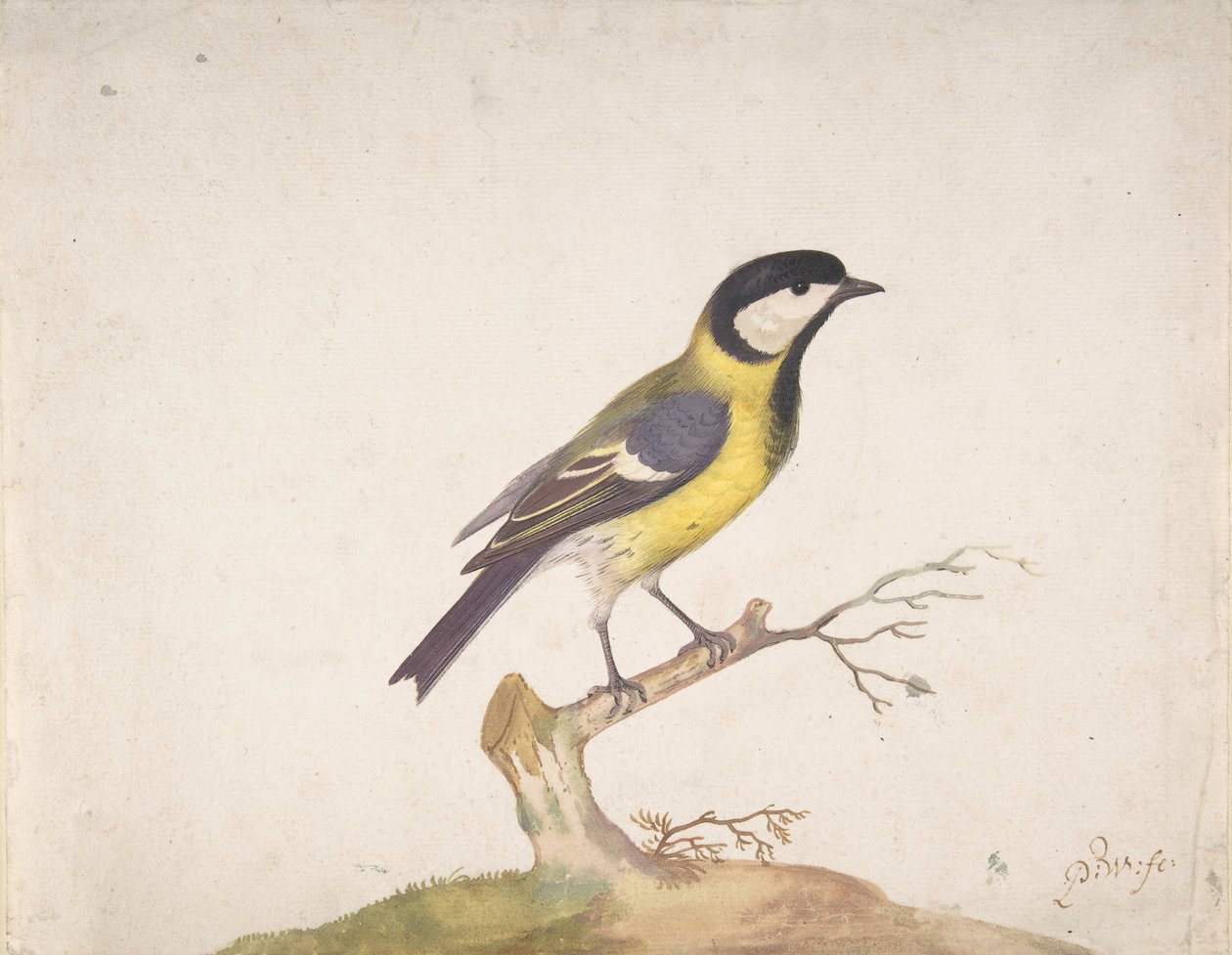 Um grande titmouse Parus major empoleirado em um galho, 1670-93. de Pieter Withoos