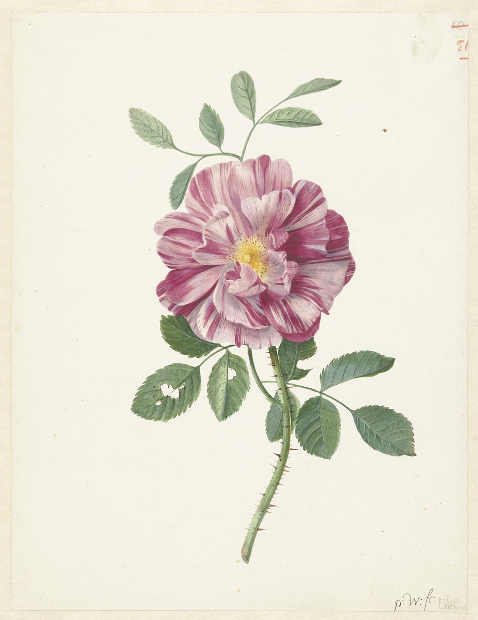 Rosa gaulesa (Rosa gallica L. 