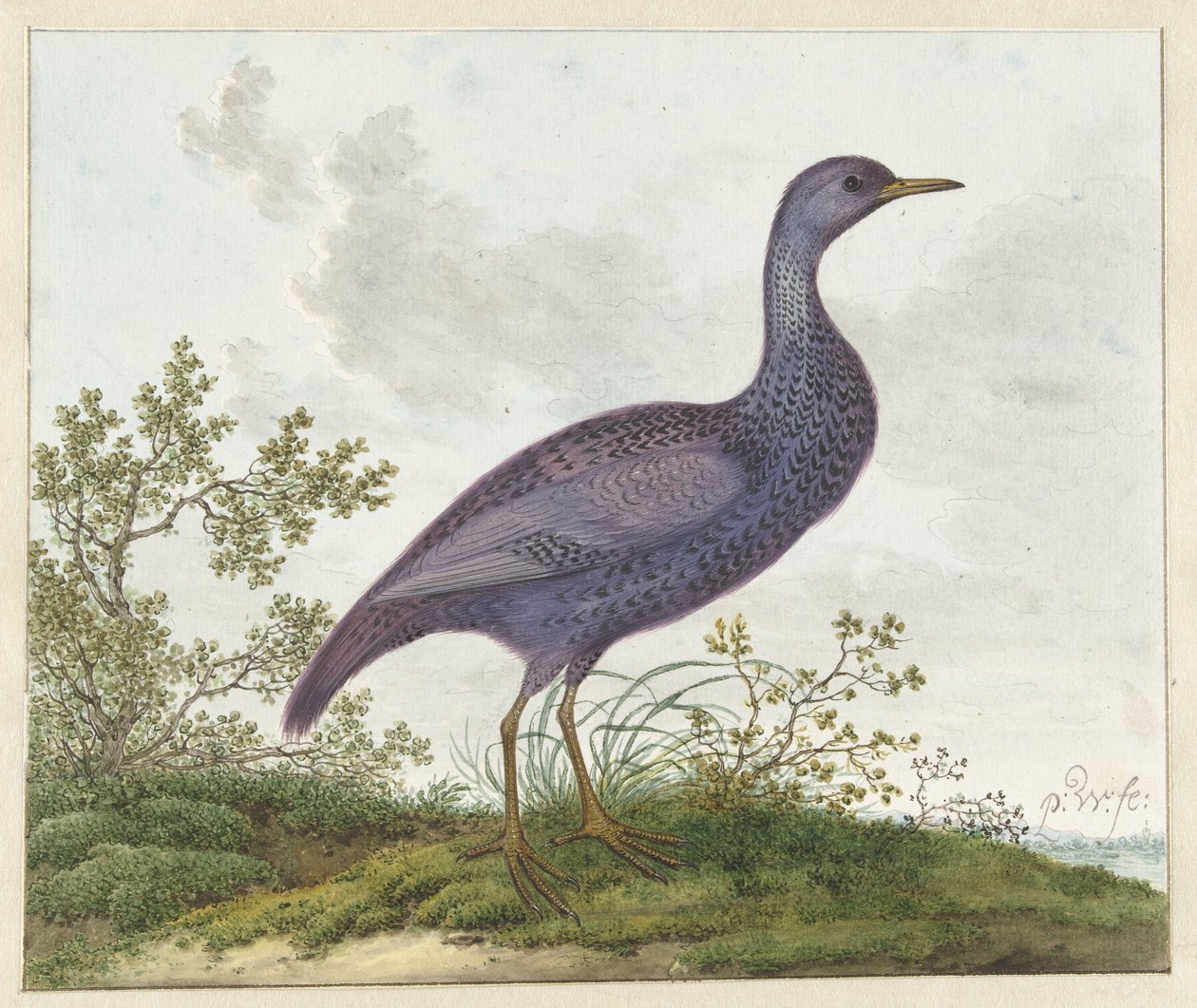 Spotted Crake (Porzana porzana) ? de Pieter Withoos