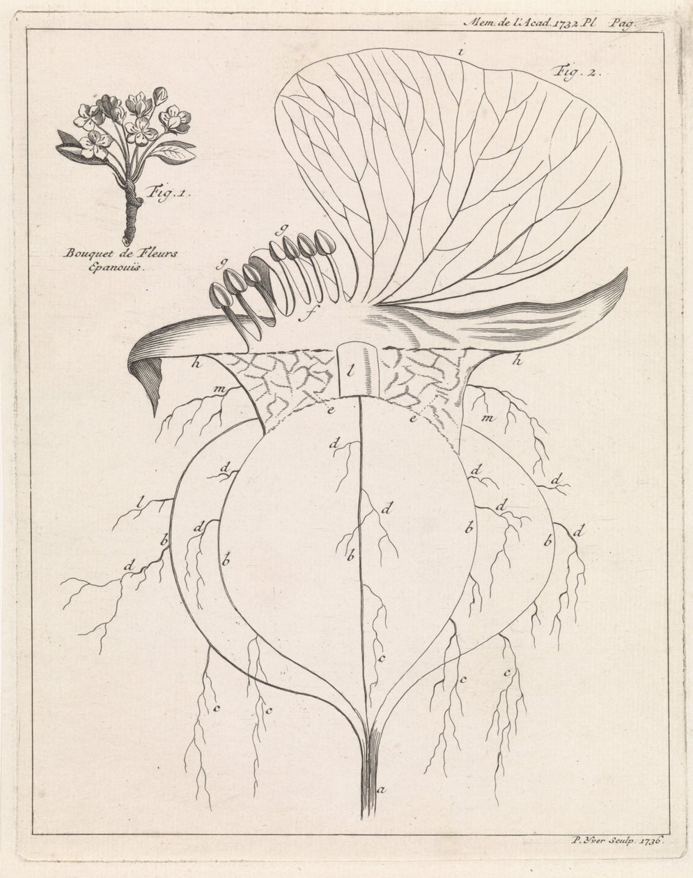 Corte transversal de uma flor de Pieter Yver