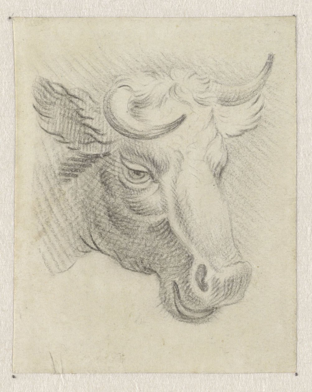 Cabeça de uma vaca de Pieter de Goeje