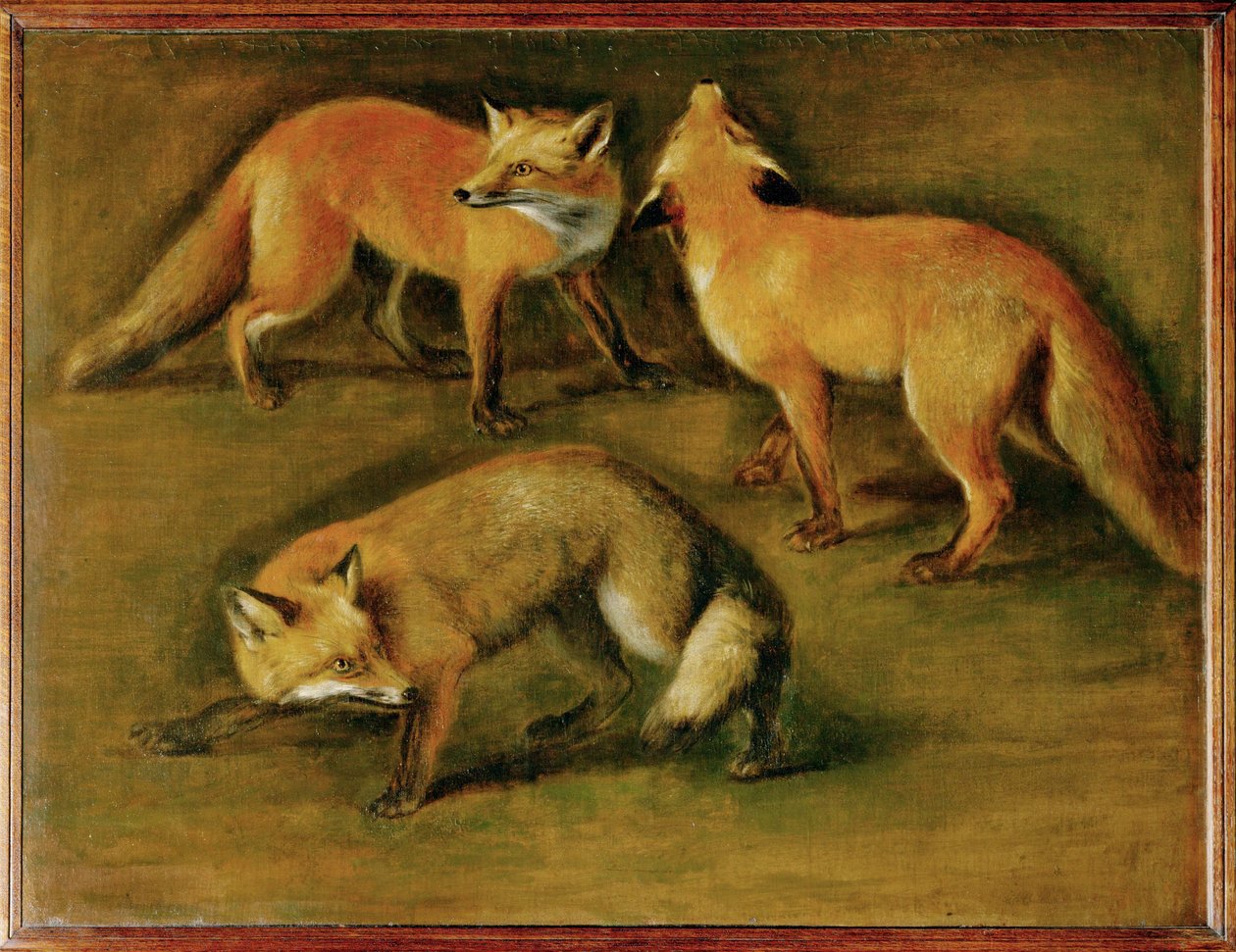 Uma raposa (pintura sobre tela) de Pieter or Peter Boel