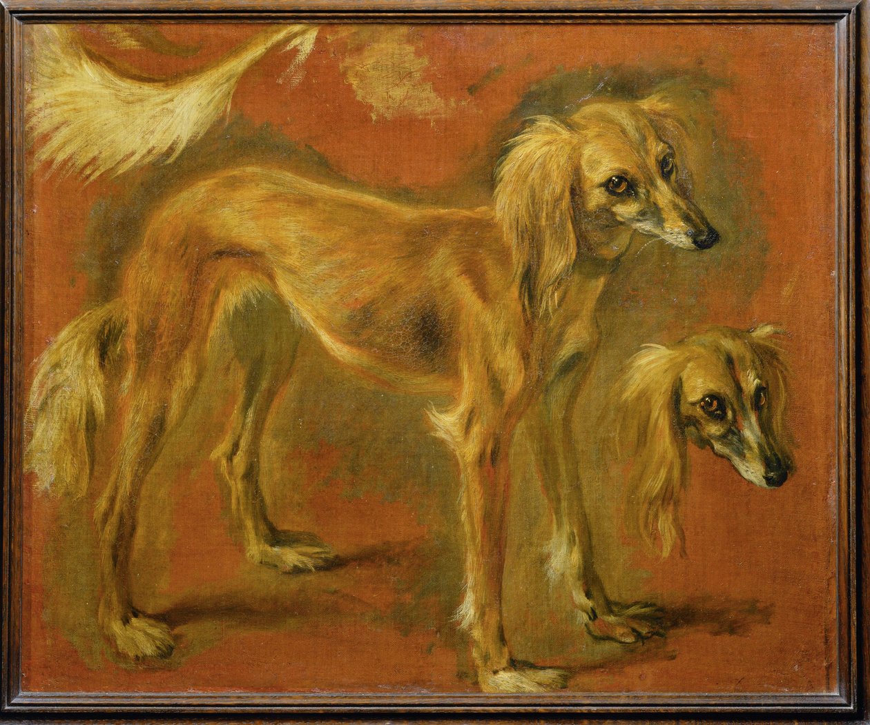 Um galgo (pintura sobre tela) de Pieter or Peter Boel