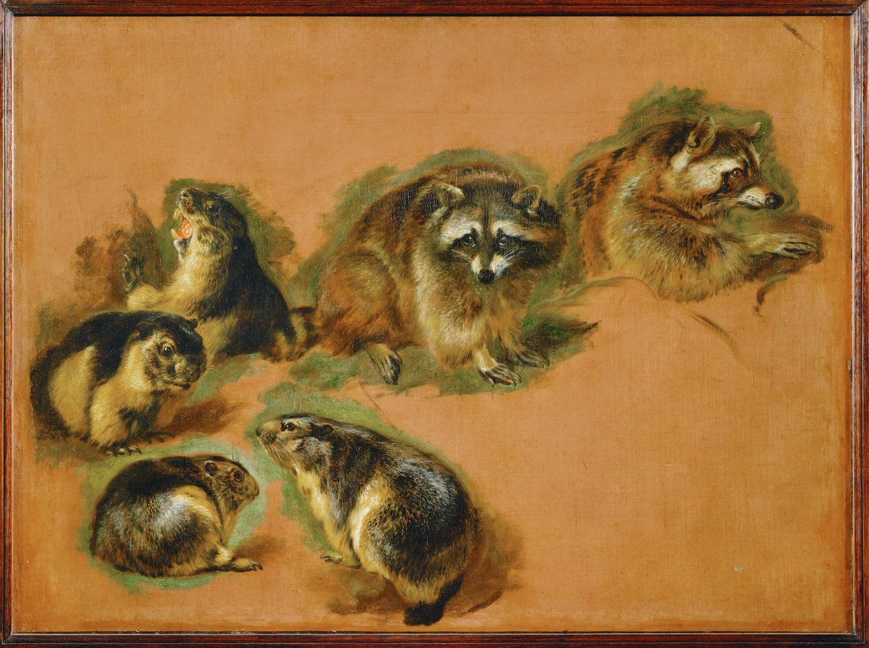 Marmotas e guaxinins (pintura sobre tela) de Pieter or Peter Boel