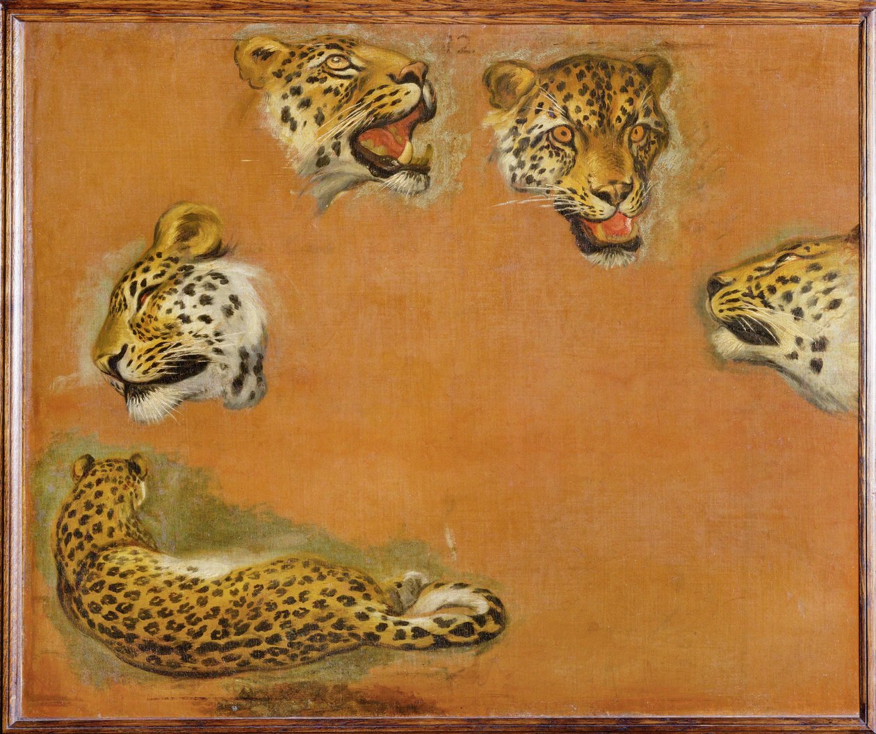 Esboços de uma pantera (pintura sobre tela) de Pieter or Peter Boel